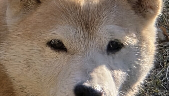 Sára